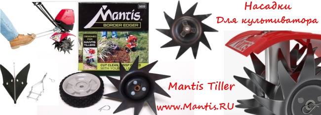    Mantis